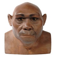 Représentation d’ Homo erectus (http://www.nhm.ac.uk/resources-rx/images/1008/erectus-reconstruction-200-108457-1.jpg