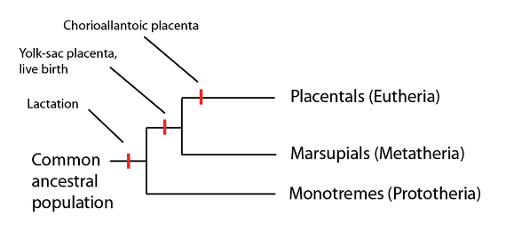 Les mammifères du groupe couronne incluent des mammifères qui pondent des oeufs (les monotrèmes) comme des mammifères qui n’en pondent pas (les marsupiaux et les mammifères placentaires). Parmi les caractères signalés sur cette phylogénie, seule la lactation est une caractéristique commune au groupe couronne tout entier.