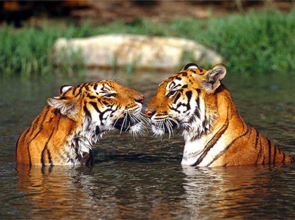SVT3_Tigre2
