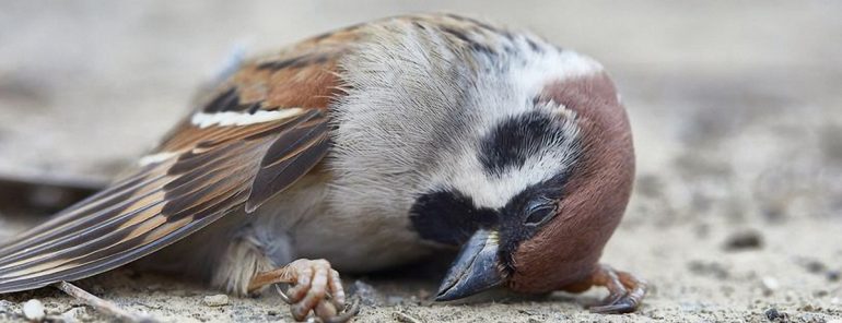 mort douleur oiseau
