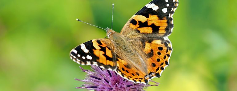 papillon